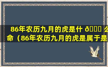 86年农历九月的虎是什 🐋 么命（86年农历九月的虎是属于是什么命）